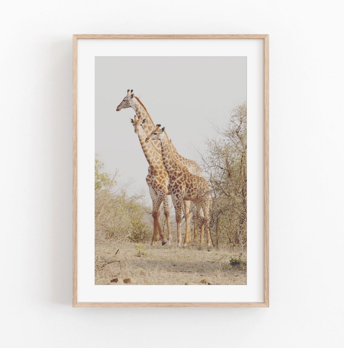 Lámina decorativa fotografía de una manada de jirafas en África