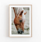 Lámina decorativa fotografía de caballo en la naturaleza.